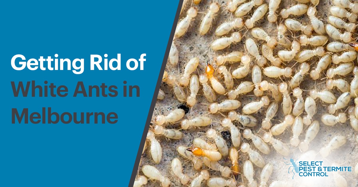 get rid of white ants in melbourne