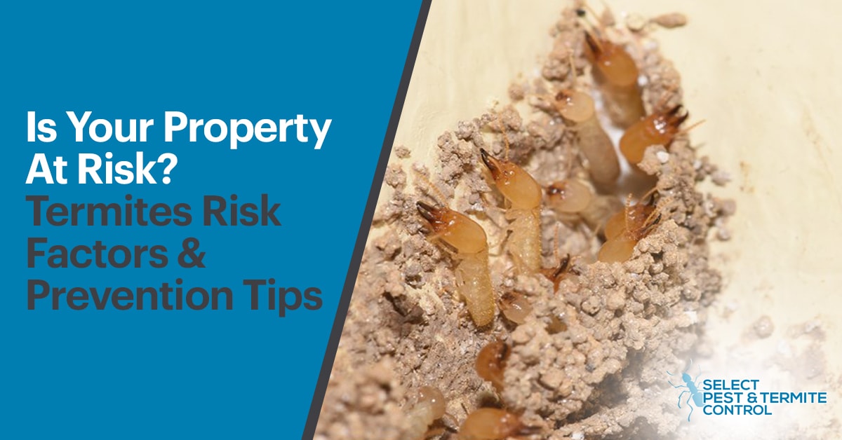 Termites Risk Factors and Prevention Tips
