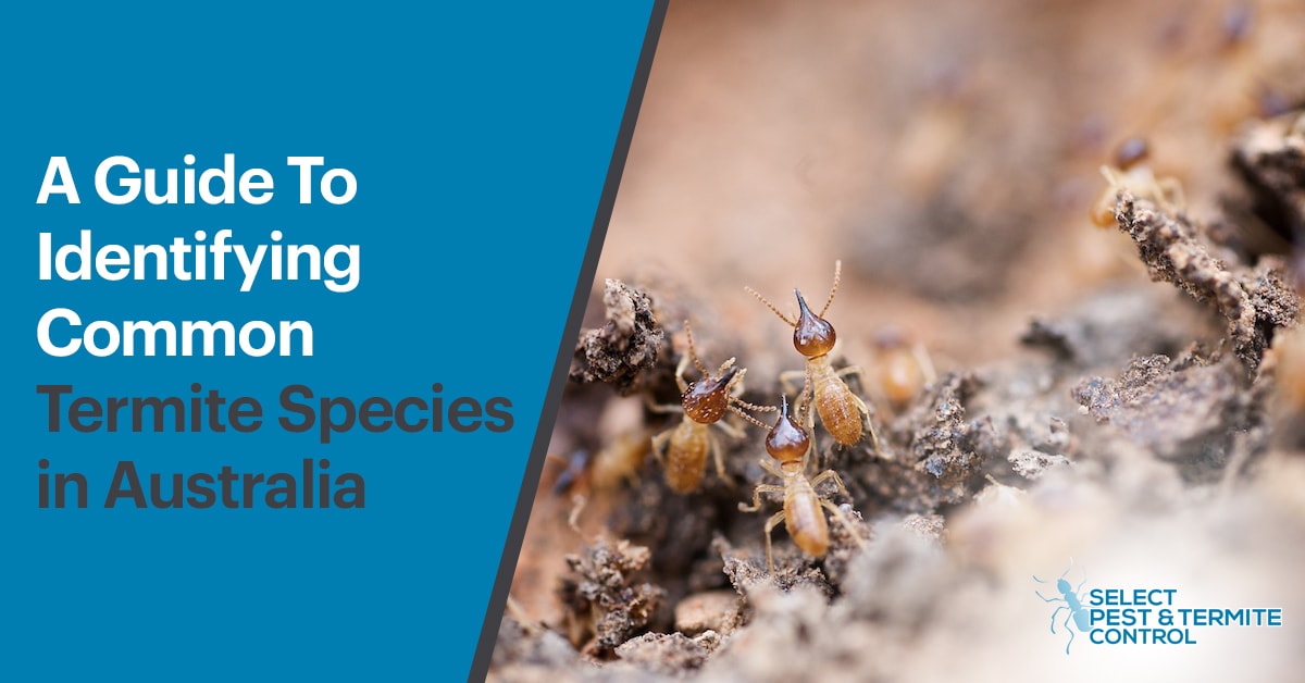 A Guide To Identifying Common Termite Species In Australia