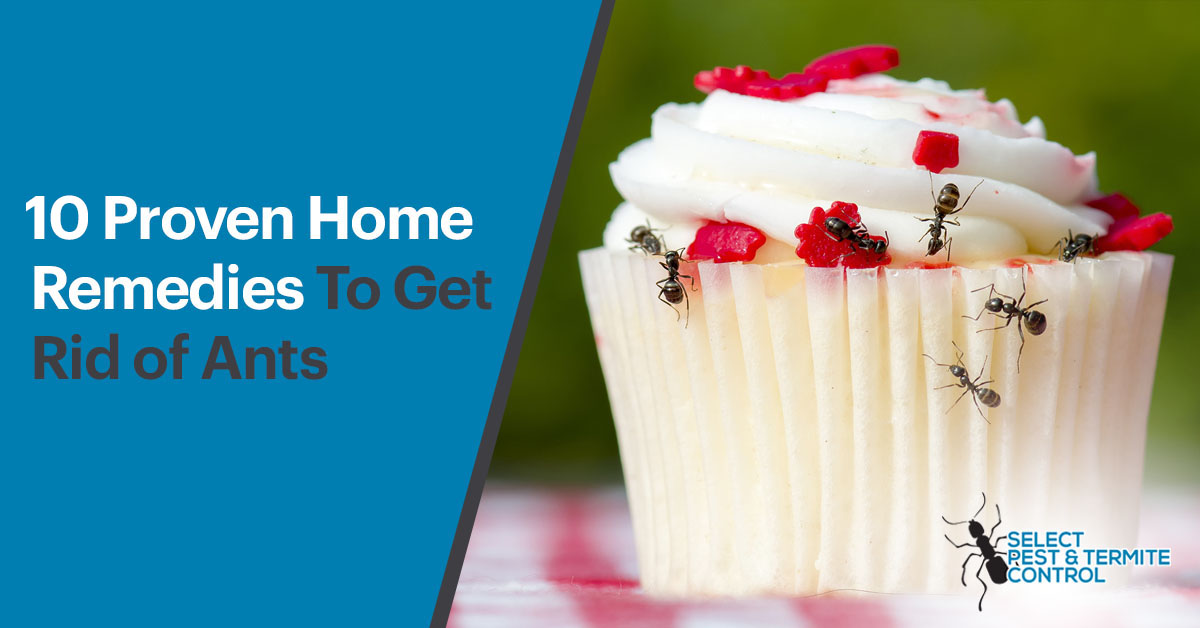 10 Proven Home Remedies To Get Rid Of Ants
