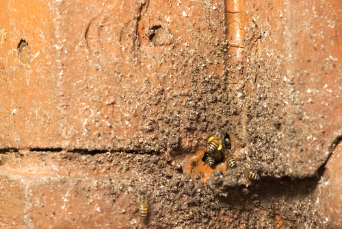 professional bee control in melbourne