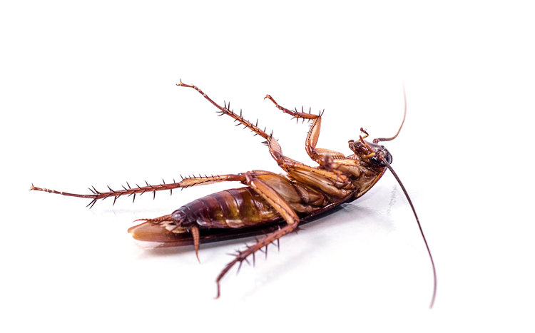 cockroaches control melbourne