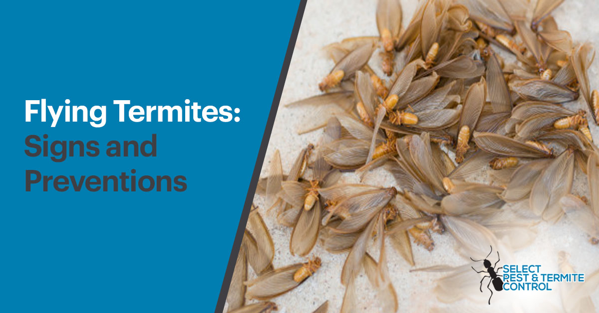 Flying Termites Signs And Preventions