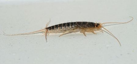professional silverfish removal in melbourne